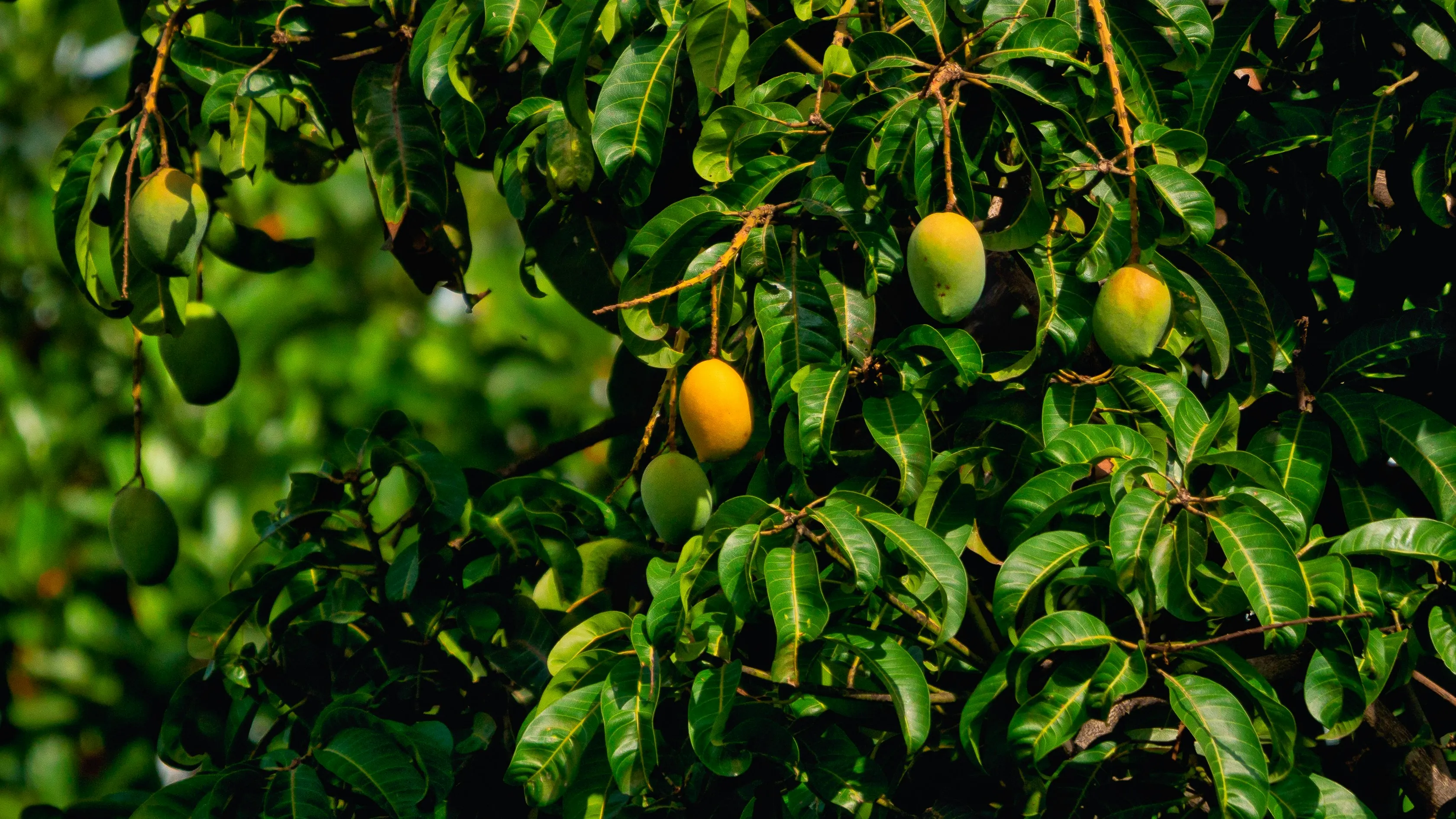 background image of mangoes